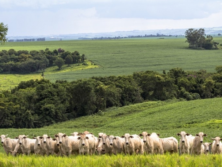 Agropecuária cresce 2,4% em 2020