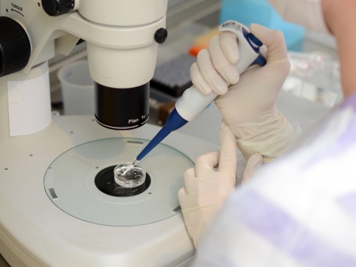 Tecnologia de embriões movimenta setor com recordes produtivos