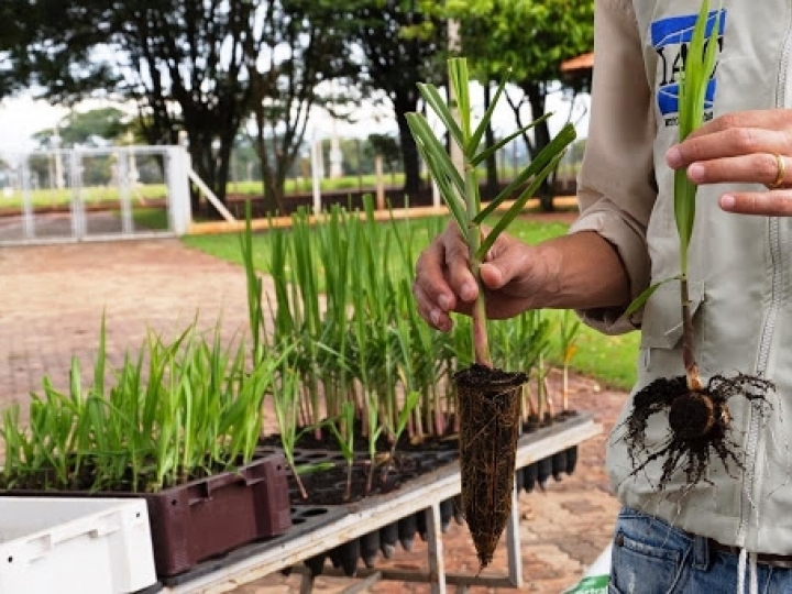 IAC atualiza o sistema de MPB de cana e o torna mais sustentável