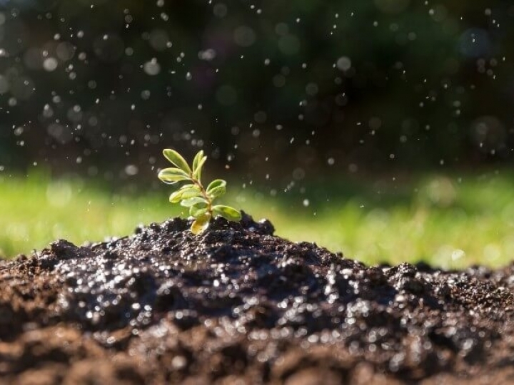 FAO lança relatório sobre biodiversidade do solo