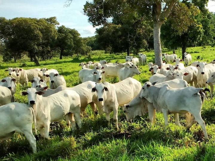 Controle das verminoses em bovinos exige um calendário sanitário, estratégico, eficiente e racional