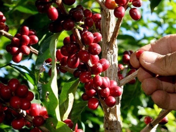 Produção de 47,37 milhões de sacas de café arábica no Brasil 