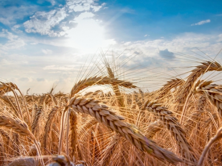 Trigo especial produzido no Paraná recebe reconhecimento internacional