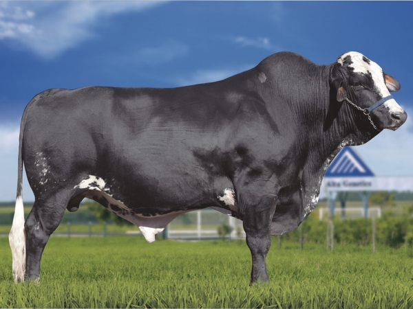 O Imperador Baxter FIV Volta Fria teve sua morte anunciada no dia 1º de dezembro, na Fazenda São Domingos, em Luziânia-GO. Foto: Internet