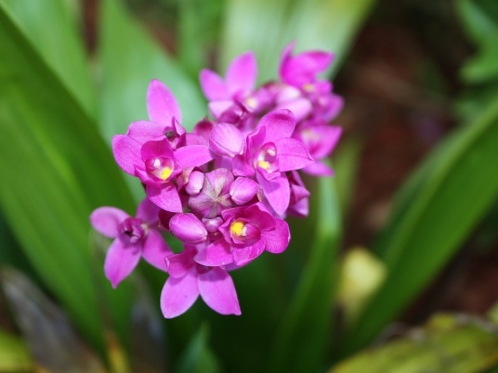 Mapa divulga lista de flores e plantas ornamentais introduzidas no Brasil