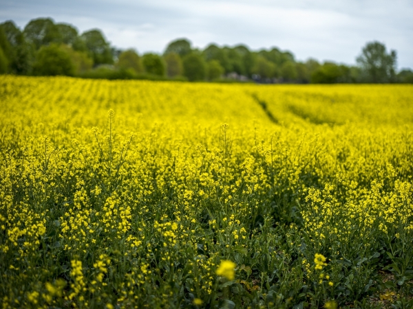 Canola que ainda é pouco produzida no Brasil tem grande potencial de ser mais uma opção de cultivo rentável aos produtores, principalmente para a produção de óleo e também biocombustíveis