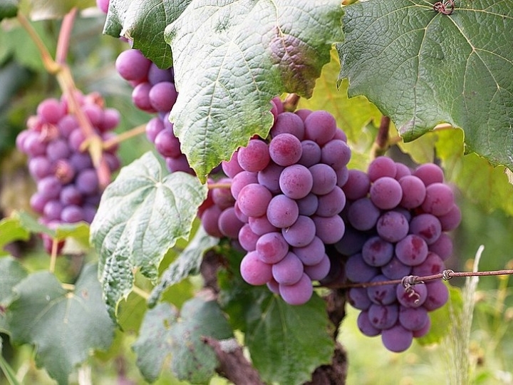 Produção de uva apresenta potencial no noroeste gaúcho