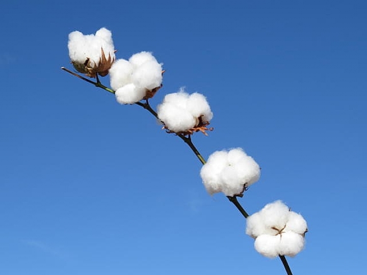 ADAMA lança campanha #BomDeAlgodão