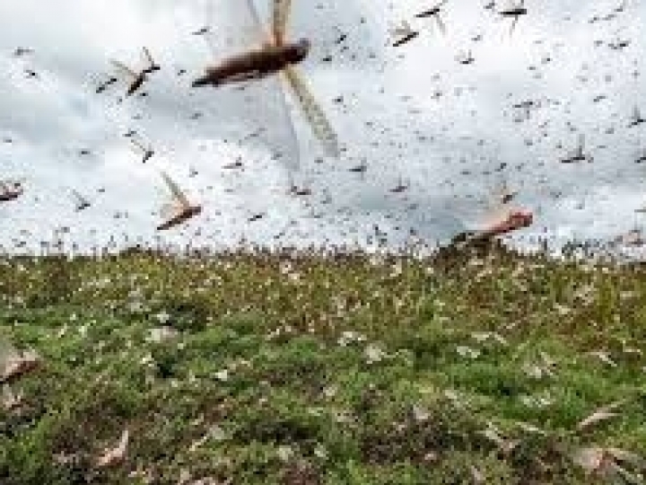 Presença de gafanhotos em 8 cidades do RS