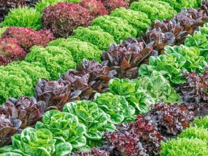 Estação de tratamento de esgoto garante água limpa para irrigação de hortaliças