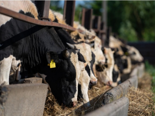 De acordo com a Empresa Brasileira de Pesquisa Agropecuária (Embrapa), a pecuária brasileira registra perdas que giram em torno de US$ 3 bilhões por ano devido à proliferação de carrapatos nos rebanhos. Crédito: Divulgação