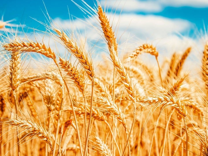 Bactérias promotoras de crescimento de trigo 