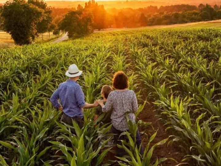 Mais de 10 mil agricultores familiares participam de projeto-piloto de seguro rural