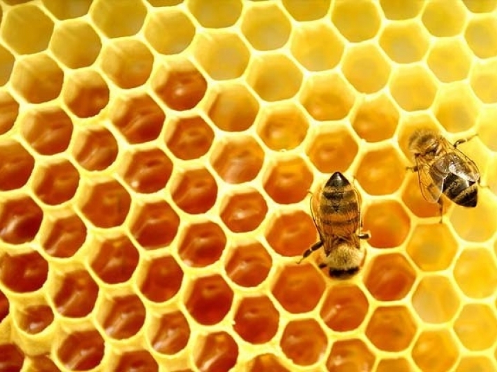 Nova espécie de abelha é descoberta em fazenda modelo de Goiás 