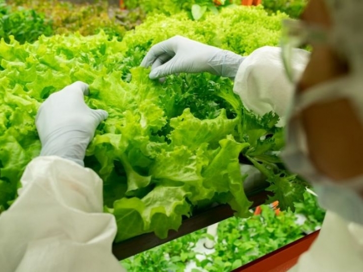 Normas para produção integrada de folhosas entram em vigor em fevereiro