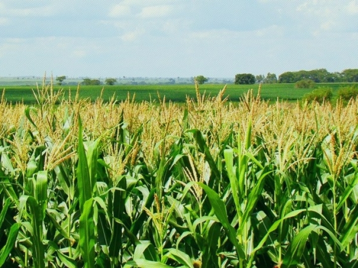 Estimativas para a safrinha de milho se mantêm e recorde é esperado