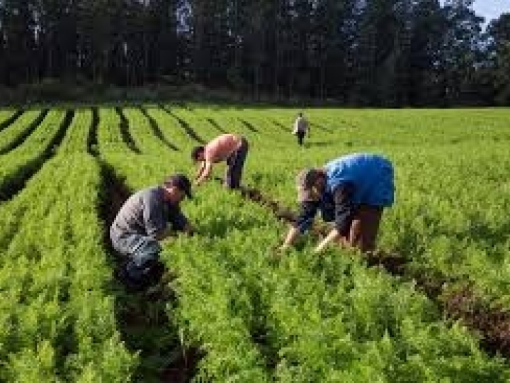 Conab garante 7 mil reais por agricultor por meio do PAA