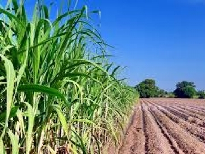 Pesquisador do IAC recebe prêmio internacional por pesquisa com aplicação de bactérias benéficas em mudas de cana