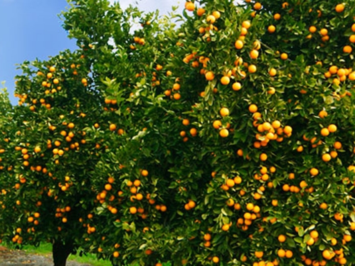 R$ 34,8 mi para IAC alcançar resultados inéditos em culturas 