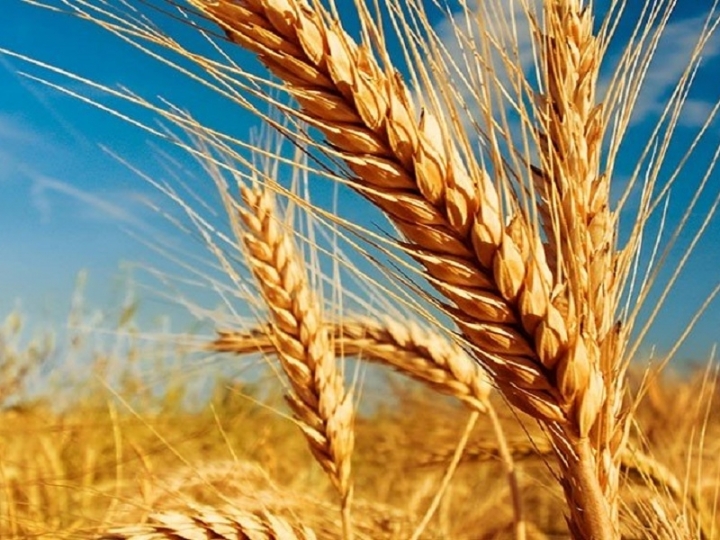 Novo zoneamento agrícola do trigo