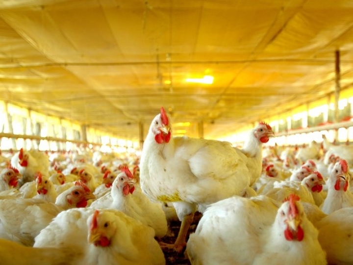 Consulta sobre funcionamento de granjas e beneficiamento de ovos 