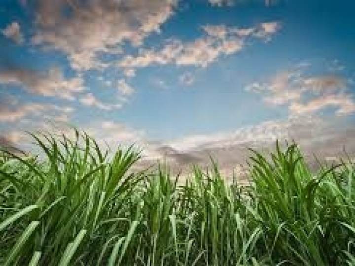 Biosev registra lucro líquido de R$ 485,3 milhões