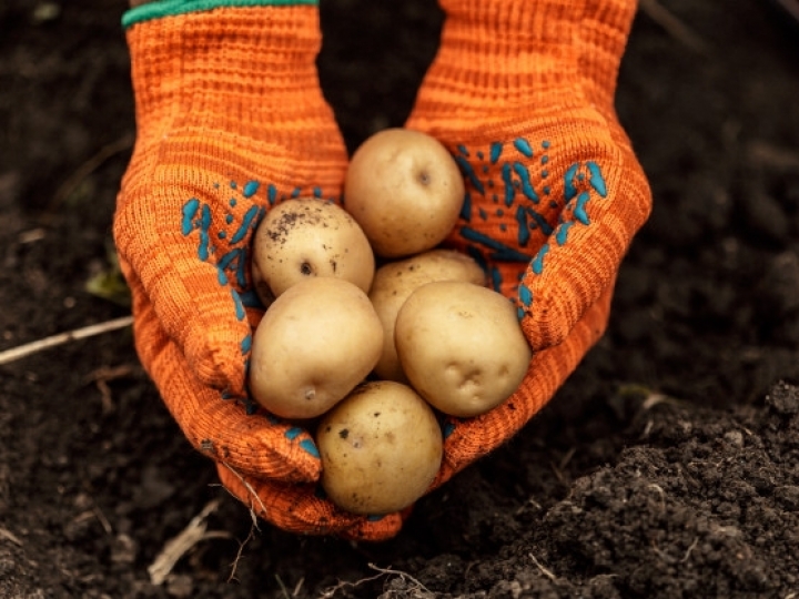 Batata exige tecnologias para proteção contra bactérias e fungos e aumento da produtividade