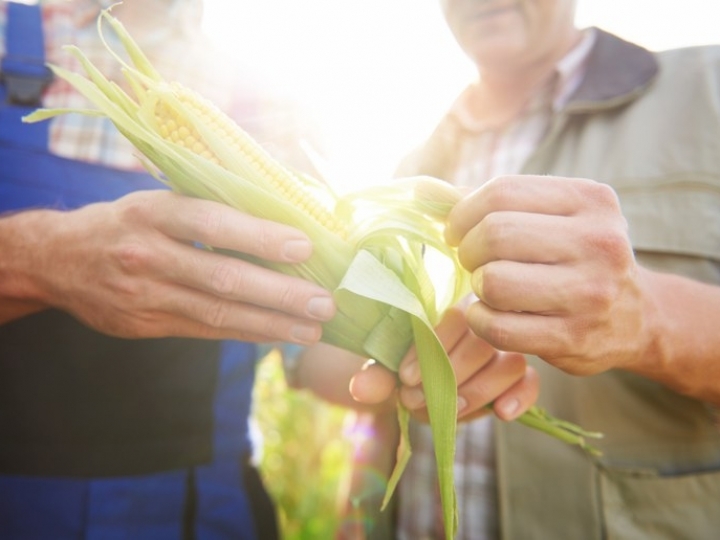 Banco do Brasil destina R$ 16 bilhões para pré-custeio do agro