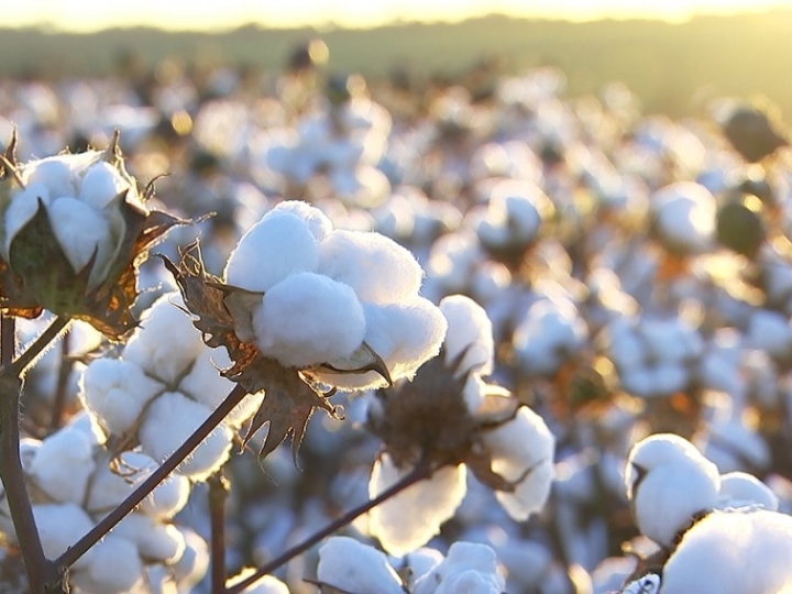 Novas variedades de algodão da BASF chegam ao mercado 