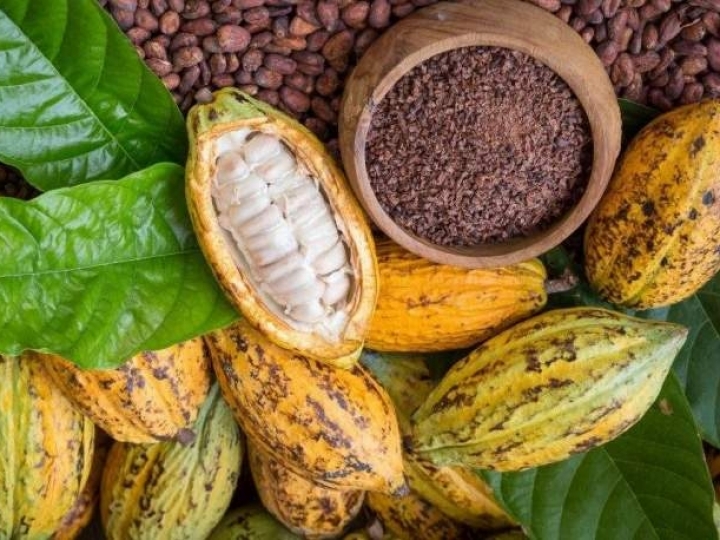 Produção sustentável está presente em 78% das propriedades de cacau