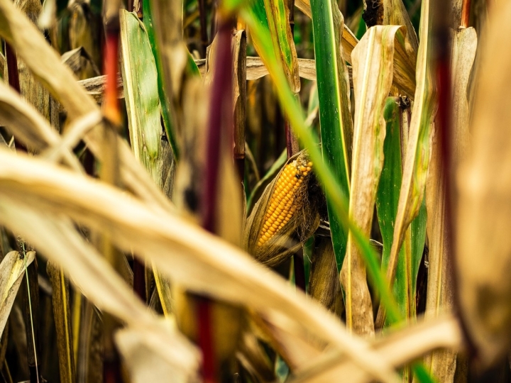 Novo método para extrair proteína do milho deve colocar mais bioplásticos no mercado