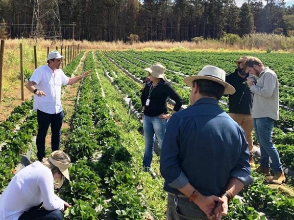 Pesquisador Miguel Michereff orienta técnicos e produtores sobre manejo integrado de pragas do morango - Foto: Marcelo Mikio