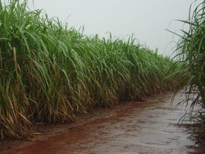 Falta de chuvas em Alagoas afeta produção da cana-de-açúcar