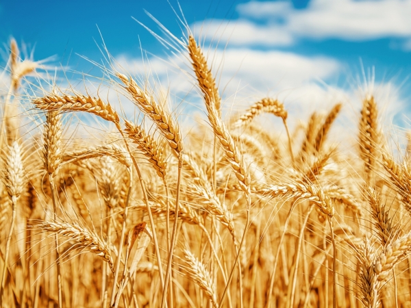 Produtor dispõe de 230 cultivares de trigo indicadas no Brasil - Foto: Luiz Magnante