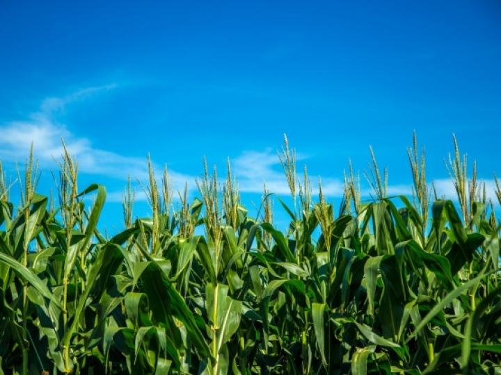 Colheita do milho avança no Rio Grande do Sul 