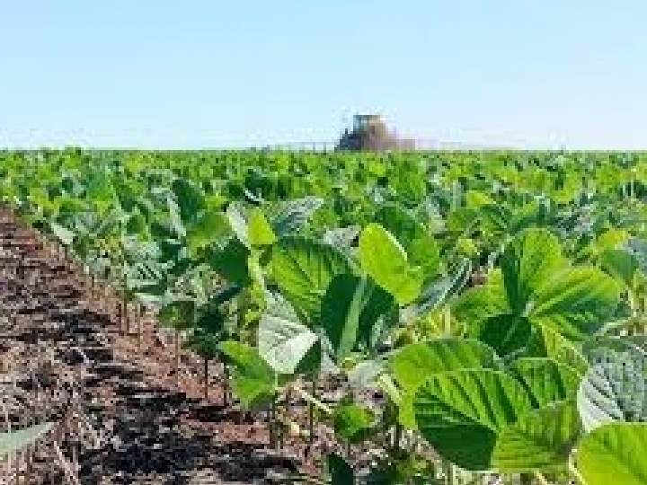 BASF desenvolve variedades de soja com nova tecnologia para o controle de lagartas e plantas daninhas