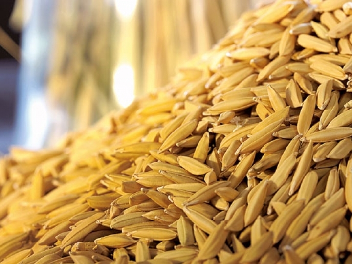 BASF anuncia a sua primeira marca de sementes de arroz