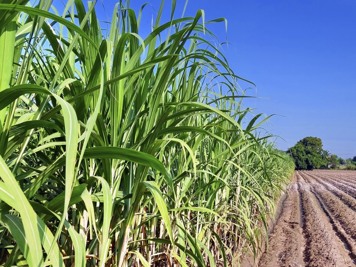 Sustentabilidade do cultivo de cana-de-açúcar para produção de bioenergia 