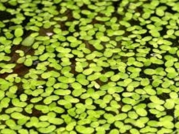 Lentilha d’água e mata-pasto podem se tornar alternativas à cana-de-açúcar na geração de etanol de segunda geração e bioeletricidade, indicam estudos realizados por pesquisadores do INCT do Bioetanol (Senna reticulata; foto: Dick Culbert/Wikimedia Commons