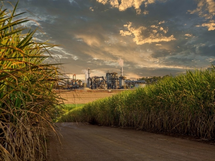 Soluções da Sumitomo Chemical para cana-de-açúcar