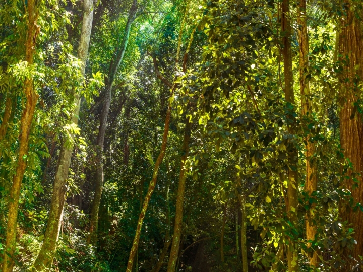 Brasil tem 46,9 mil espécies nativas, aponta projeto multi-institucional