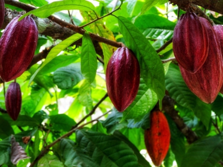 Produção nacional de cacau pode crescer 60 mil toneladas em 4 anos