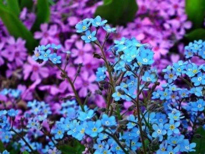 Impedimento da venda de flores pode repetir cenas de grandes perdas da produção no Dia da Mulher