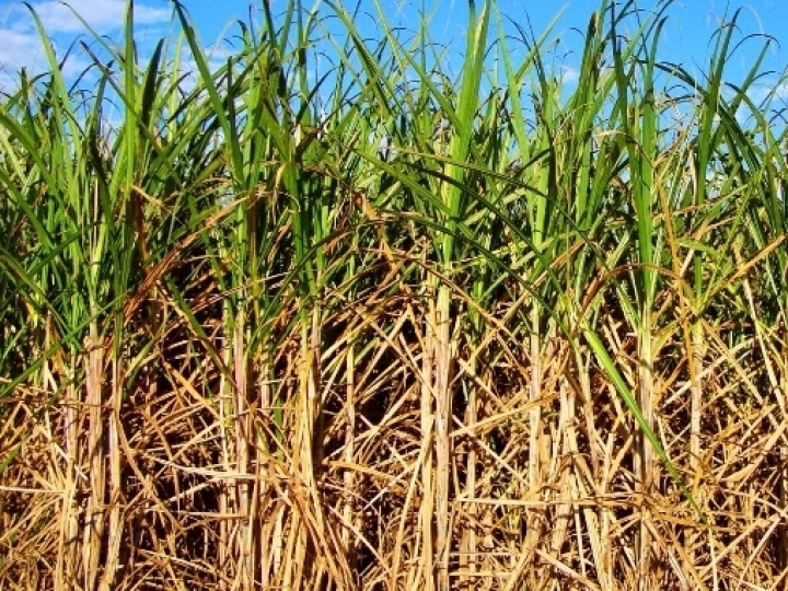 Recuo na área e desvalorização da moeda geram queda no mercado de defensivos para cana