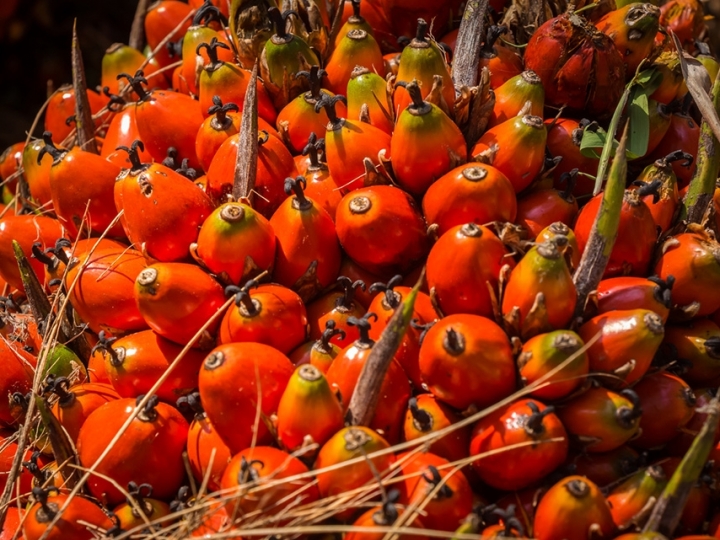 Nova parceria vai mapear Sistemas Agroflorestais e cultivos perenes na Amazônia