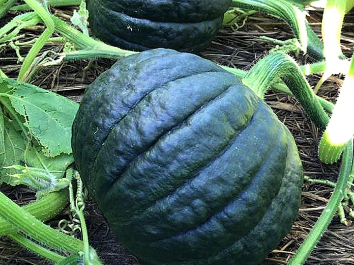 Takayama: a abóbora híbrida recordista de produtividade