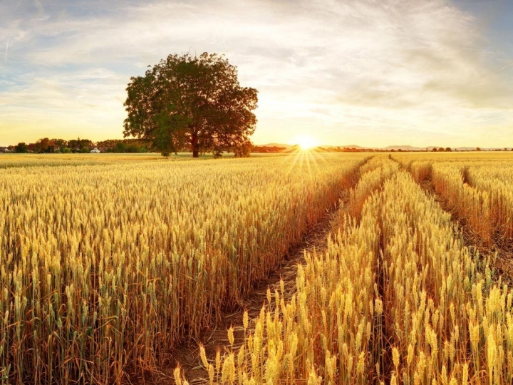 PIB do agronegócio tem crescimento recorde de 24,31% em 2020