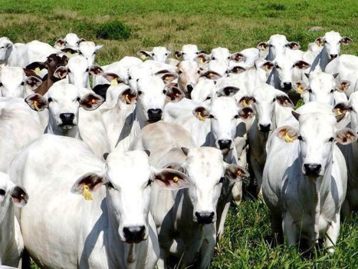 Parecer da OIE para amplia zonas livres de febre aftosa sem vacinação
