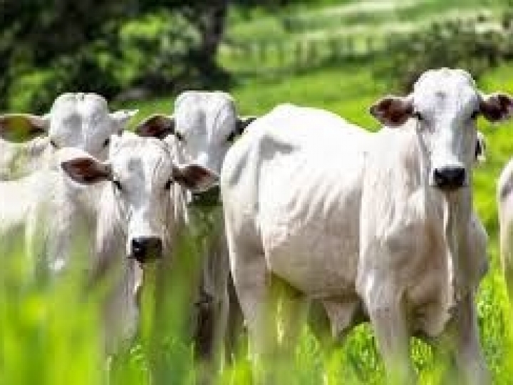 Live: Como a tecnologia faz a pecuária lucrar mais em um mercado global