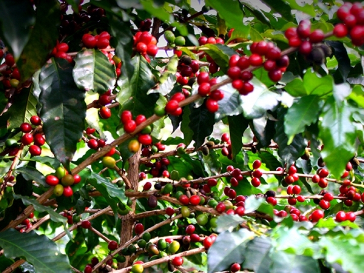 IAC lança Boletim Agrometeorológico para regiões cafeeiras paulistas